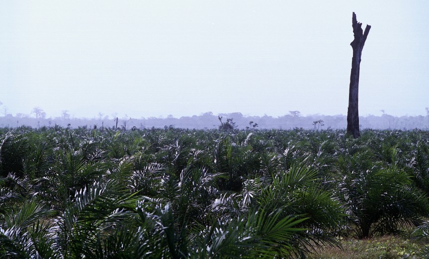 desiertoverde