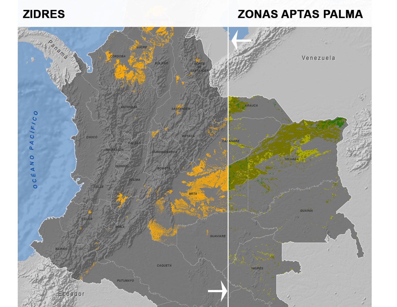 Palma aceitera: cuando la normativa legal se solapa con las áreas aptas comercialmente